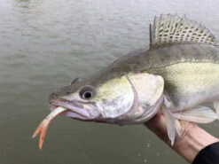 Quantum Pelagic Shad Set 21cm, 60g 6 Quantum Pelagic Shad Set 21cm, 60g -Abu Garcias Boutique 22 3456008r 3