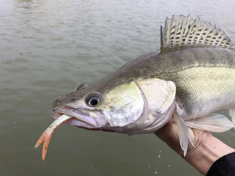 Quantum Pelagic Shad Set 21cm, 60g 3 Quantum Pelagic Shad Set 21cm, 60g – Image 3