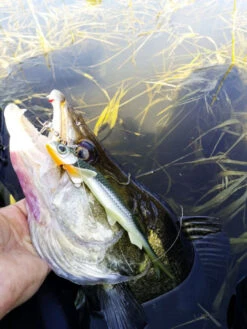 Quantum Pelagic Shad Set 21cm, 60g 7 Quantum Pelagic Shad Set 21cm, 60g -Abu Garcias Boutique 22 3456008r 4