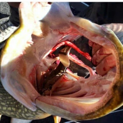 Eastfield Wingman (Made In Sweden) -Abu Garcias Boutique EFLCWINGMAN21r 4