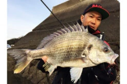 Megabass Honjikomi Bottle Shrimp 3'', 7,6cm (6-pack) -Abu Garcias Boutique MB HBS3 4513473290855r 3