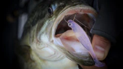 Megabass Hazedong Shad 3'', 7,6cm (8-pack) -Abu Garcias Boutique MB HD3 4513473331848r 4