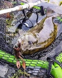 Nikko Craw 8,1cm (5-pack) 9 Nikko Craw 8,1cm (5-pack) -Abu Garcias Boutique NIKKO431r 4