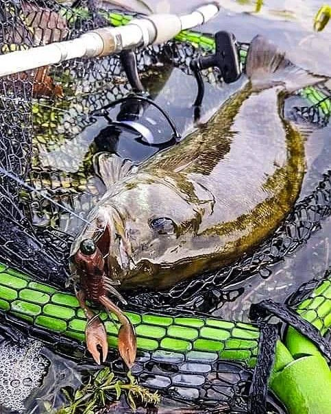 Nikko Craw 8,1cm (5-pack) 4 Nikko Craw 8,1cm (5-pack) – Image 4