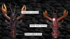 Nikko Craw 8,1cm (5-pack) 10 Nikko Craw 8,1cm (5-pack) -Abu Garcias Boutique NIKKO431r 5