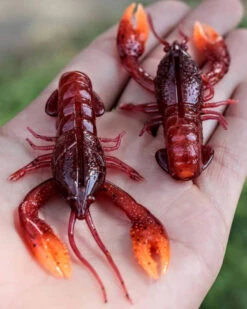 Nikko Craw 8,1cm (5-pack) 11 Nikko Craw 8,1cm (5-pack) -Abu Garcias Boutique NIKKO431r 6