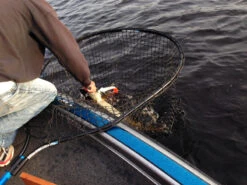 Drifter Tackle Predator Net 48 Black Handle 11 Drifter Tackle Predator Net 48 Black Handle -Abu Garcias Boutique PR40XXL BKr 6